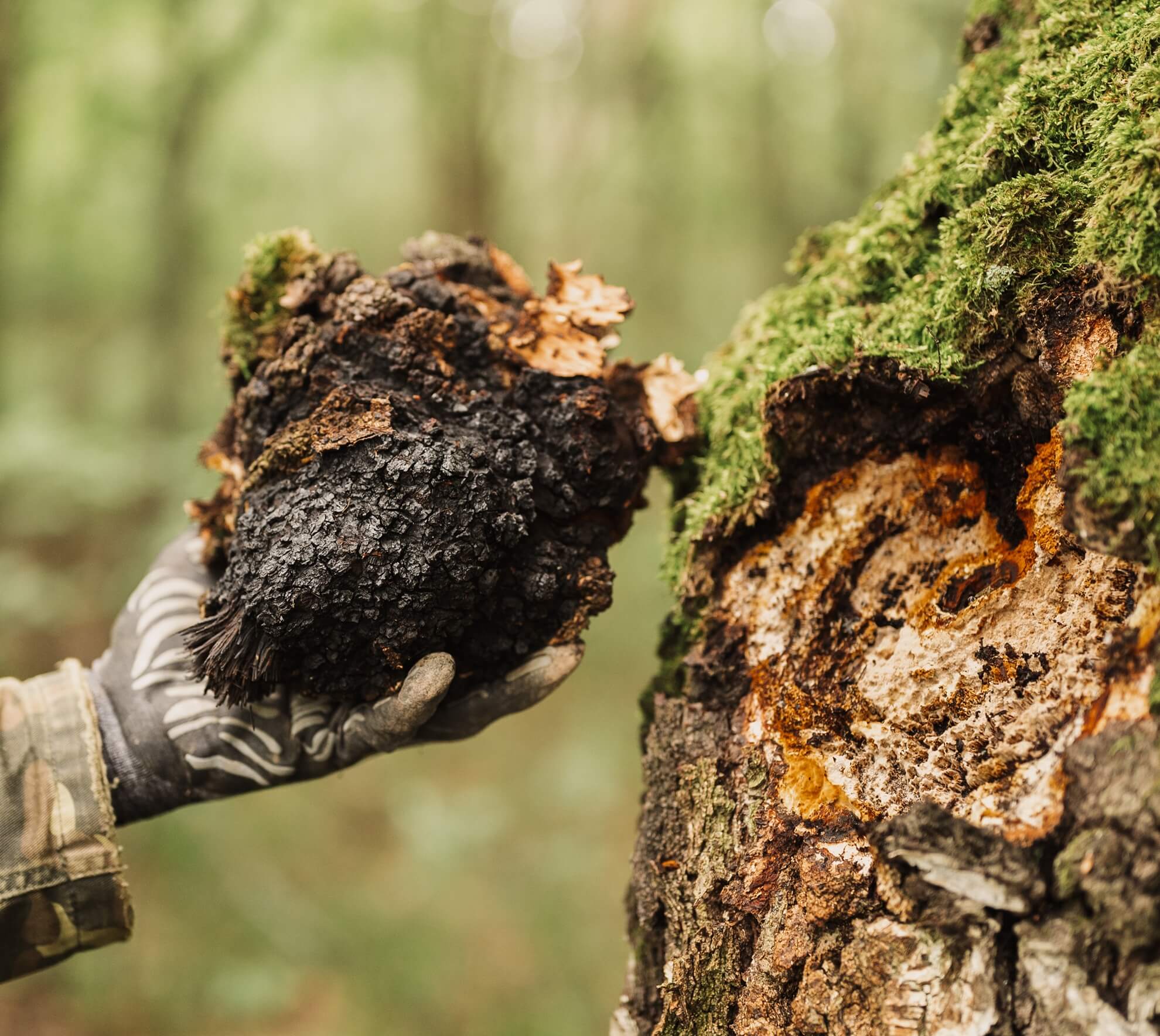 CHAGA ekstrakt DER 30:1 (40% polisacharydów), proszek 50 g - Image 5