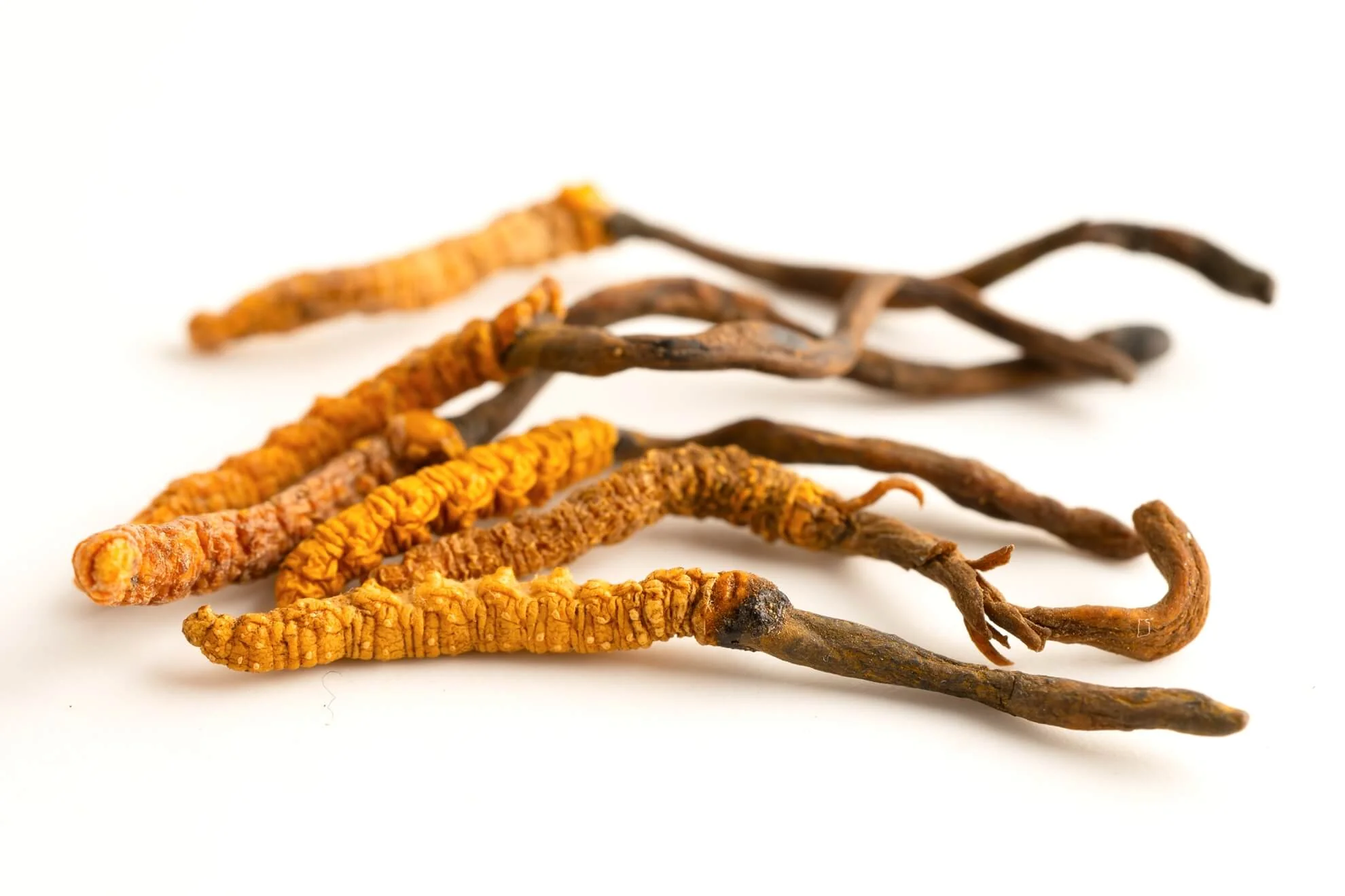 Cordyceps sinensis (Maczużnik chiński) DER 40:1 90 kapsułek 500 mg - Image 4