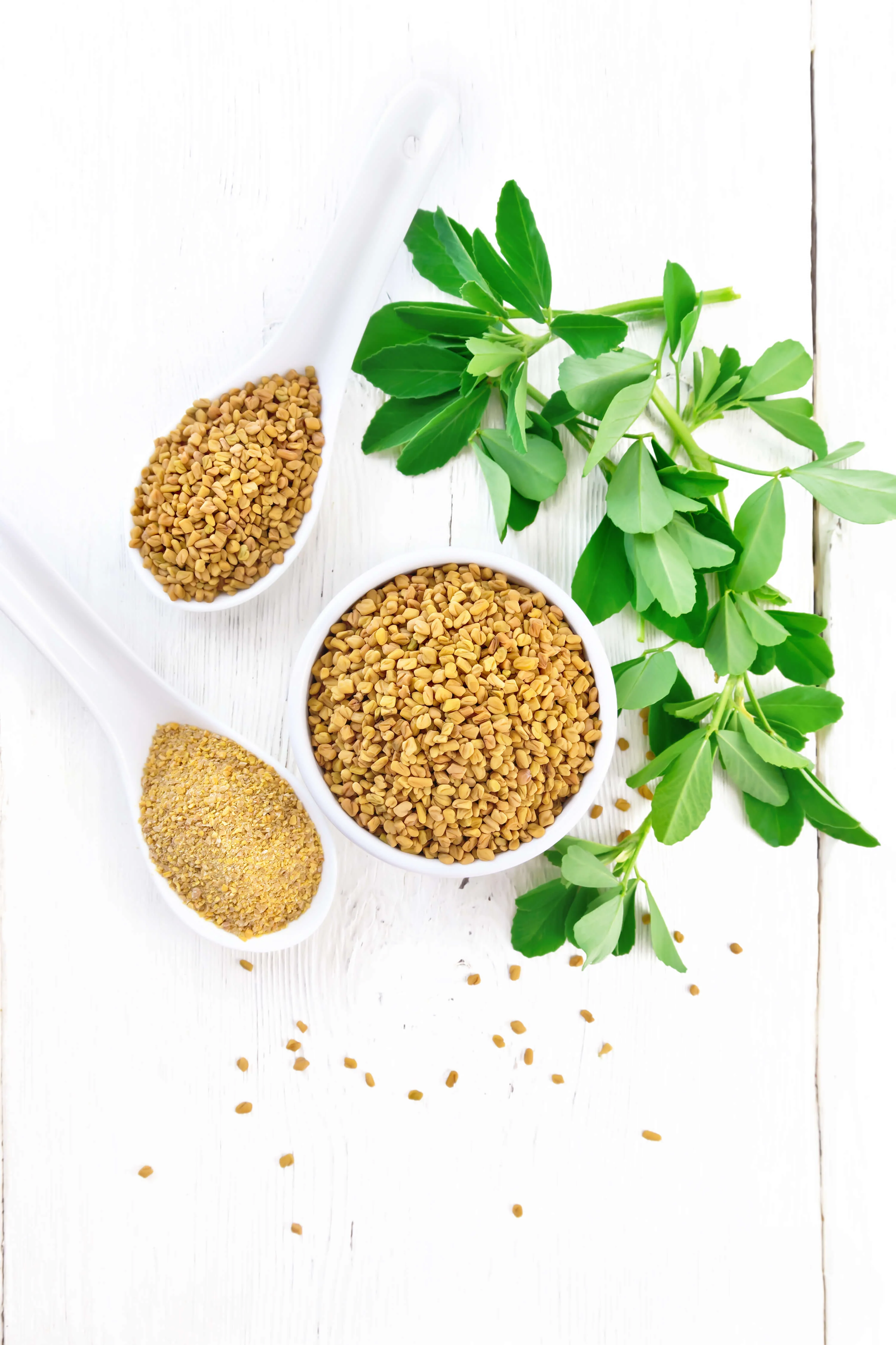 KOZIERADKA 600 mg ekstrakt DER 10:1 FENUGREEK 50% saponin 100 kaps - Image 4