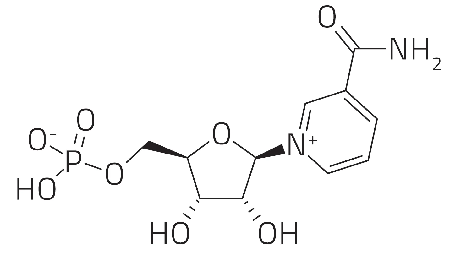 NMN Mononukleotyd PURE, 100% czysty proszek - Image 12